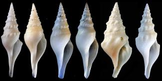 6 NEW SPECIES OF TURRIDS