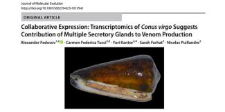 VENOM REPERTOIRE OF CONUS VIRGO