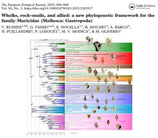 MURICIDAE PHYLOGENY