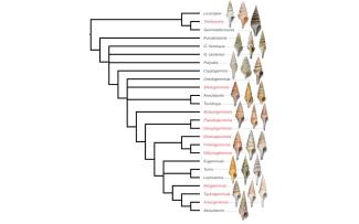 A NEW CLASSIFICATION FOR THE TURRIDAE