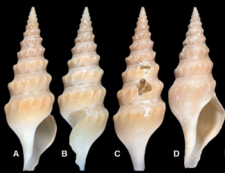 MANY NEW SPECIES OF LEUCOSYRINX