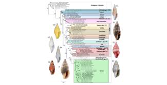 A NEW CLASSIFICATION FOR THE COSTELLARIIDAE