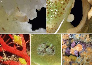 EVOLUTION OF CORALLIVORY IN THE CORALIOPHILINAE