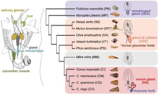 EVOLUTION OF VENOM PRODUCTION IN NEOGASTROPODS