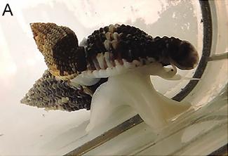 DIVERSITY WITHIN RAPHITOMA PURPUREA