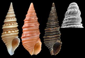 15 NEW SPECIES OF TURRIDAE